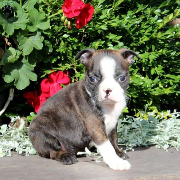 Josie, Boston Terrier Puppy